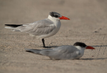 Caspian terns resting at Busaiteen coast, Bahrain