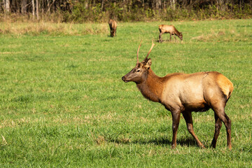 Naklejka na ściany i meble Male Elk Walking In Field In Smoky Mountains National Park