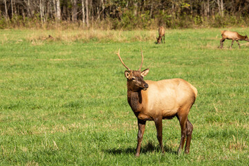 Young Male Elk In Grassy Field In Smoky Mountains