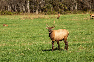 Naklejka na ściany i meble Young Male Elk With Tongue Out In Smoky Mountains