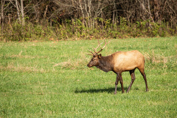 Naklejka na ściany i meble Male Elk With Big Antlers in Smoky Mountains