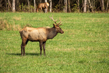 Male Elk Poses In Field In Smoky Mountains