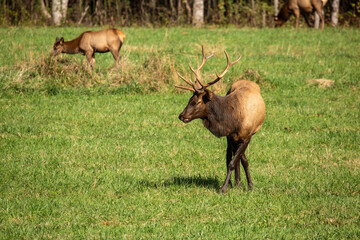 Naklejka na ściany i meble Male Elk Shows Off During Rut In Smoky Mountains