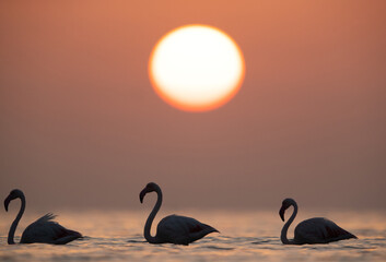 Greater Flamingos and beautiful  sunrise at Asker coast of Bahrain