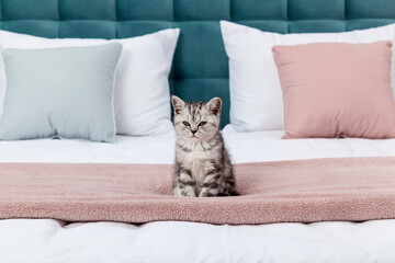 Small kitten fold on the bed