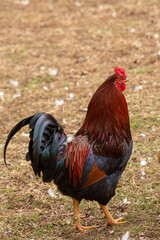 Rooster On Farm In Tennessee