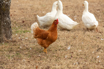 Farm Chicken and Pekin White Ducks