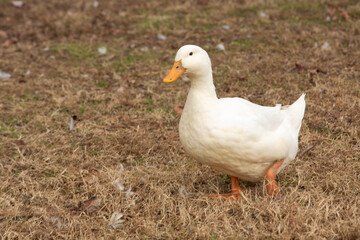 Pekin Domestic Duck On Farm In Tennessee