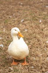Domestic White Duck On Farm
