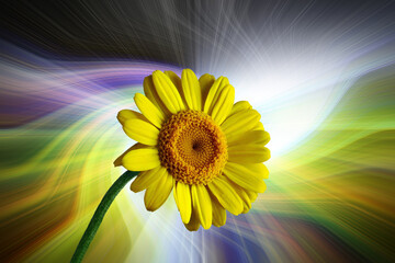 Yellow gerbera with white background, left, small