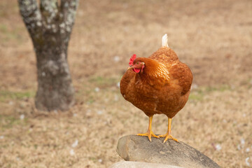 Red Farm Chicken On Rock