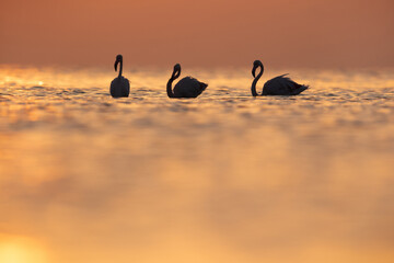 Silhouette of Greater Flamingos during sunrise at Asker coast, Bahrain