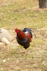 Pretty Colorful Rooster On Farm