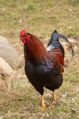 Red Rooster on Farm In Tennessee