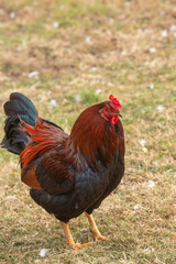 Red Rooster On Farm Vertical