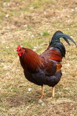 Colorful Red Rooster On Farm