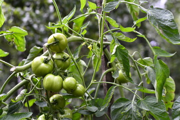 Vegetables grow and harvest in your garden.
For healthy foods in nature.