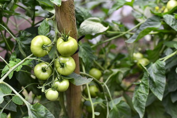 Vegetables grow and harvest in your garden.
For healthy foods in nature.