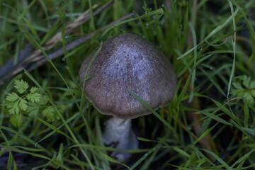 Wild mushrooms with grass around in a forest in autumn