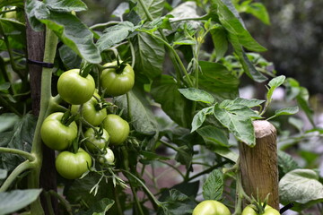 Vegetables grow and harvest in your garden.
For healthy foods in nature.