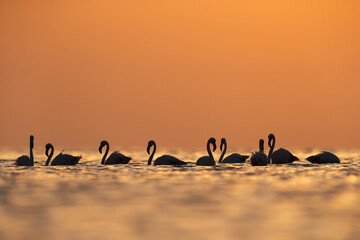Greater Flamingos and dramatic hue during  sunrise at Asker coast, Bahrain
