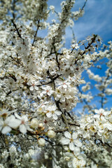 Blossoms