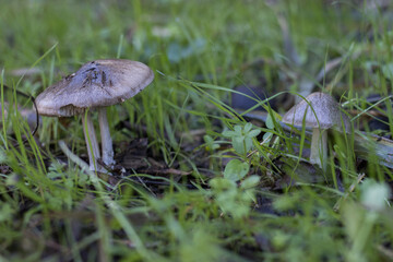 Wild mushrooms with grass around in a forest in autumn