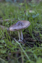 Wild mushrooms with grass around in a forest in autumn