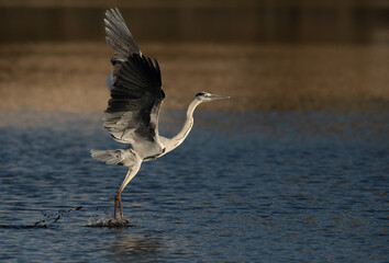 Grey Heron takeoff at Tubli bay, Bahrain