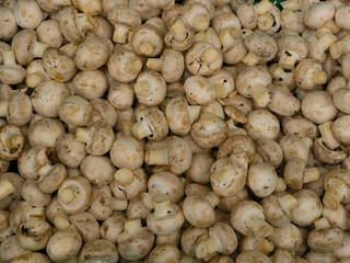 champignon mushrooms in the supermarket, on the counter