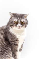 Fototapeta na wymiar Portrait of British Shorthair cat on a white background. Selective focus. Vertical photography