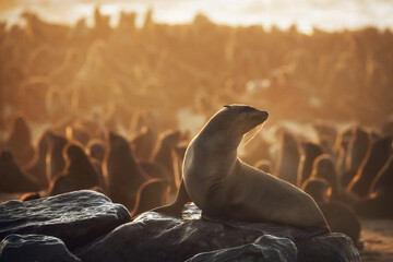 Cape Cross Seal Reserve in the South Atlantic in the Skeleton Coast, Namib desert, western Namibia. Home to one of the largest colonies of Cape fur seals in the world