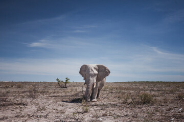 Desert elephant of South Africa walking through the savanna of Etosha national park in Namibia