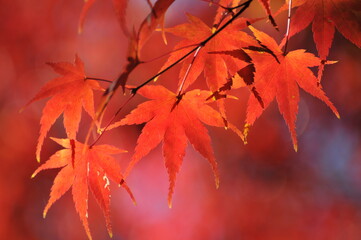 紅葉
