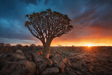 Sunset in Quiver Tree Forest, Namibia, South Africa