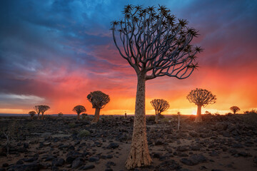 Fototapeta na wymiar Sunset in Quiver Tree Forest, Namibia, South Africa