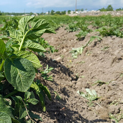 The potato plants in the field