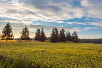 Fototapeta na wymiar Green field with agriculture meadow and blue sky. Panoramic view to grass on the hill on sunny spring day