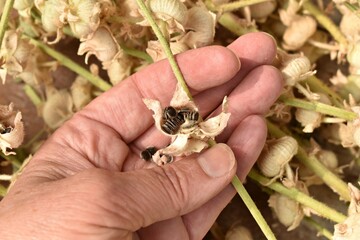Hand holding hollyhock flower seed pod