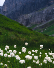 Close up on mountain flowers
