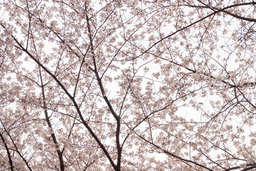 満開の桜が空をおおう、ソメイヨシノ	