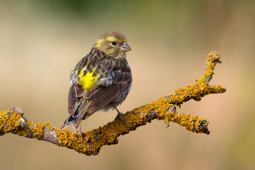 Verdecillo común (Serinus serinus) - Lorca, Murcia