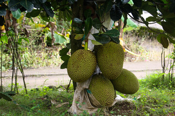 lots of jackfruit on the tree