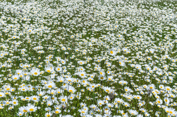 chamomile field, spring, Crimea, Russia