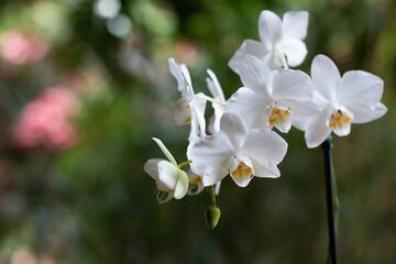 Phalaenopsis em Fundo Verde e Rosa