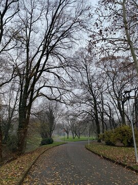 arboles, caminos, naturaleza, gris, oto&ntilde;o, ramas, paisaje, floresta, sendero, hierba, estaci&oacute;n, desolaci&oacute;n, cielo, rural, verde, invierno, parque, bosque, desorientado, bruma, bello, atardecer
