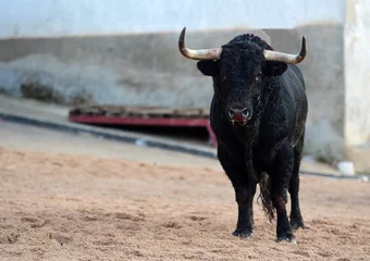 Fotobehang Stierenvechten fighting bull with big horns on spain  © alberto