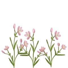 pink tulips