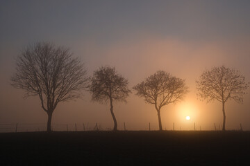 Landscape with thick fog and trees on the horizon