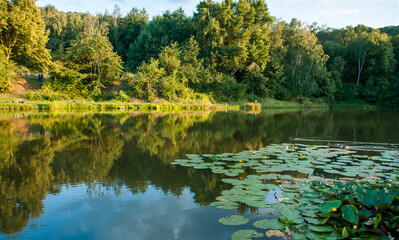 Jezioro, drzewa odbijające się w wodzie, lilie wodne unoszące się na tafli wody. © Andrzej Michaluk